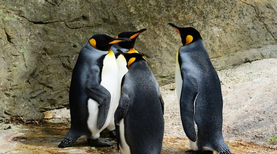 Foto mostra quatro pinguins agrupados como se estivessem conversando