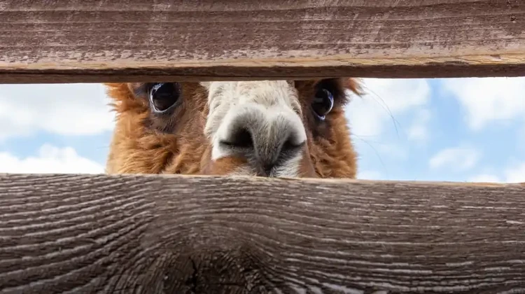 Uma Lhama olhando através de uma fresta numa cerca com um olhar curioso