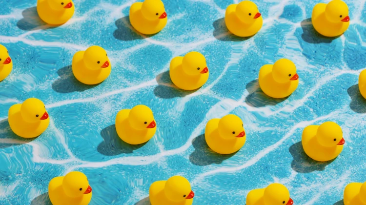 Several yellow rubber ducks in a pool