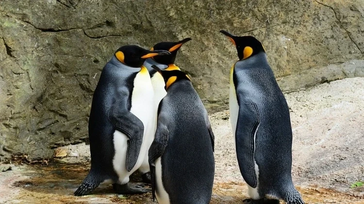 Como limitar número de kernels instalados no Fedora, CentOS ou Red Hat