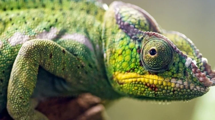 Camaleão em cima de um pedaço de madeira olhando para a câmera. O símbolo do OpenSUSE é um camaleão